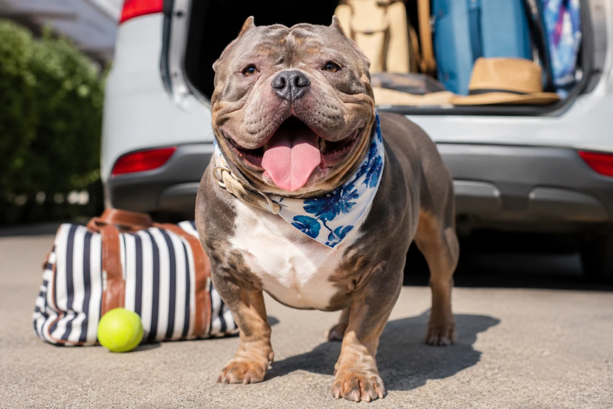 Est-ce que les chiens aiment partir en vacances